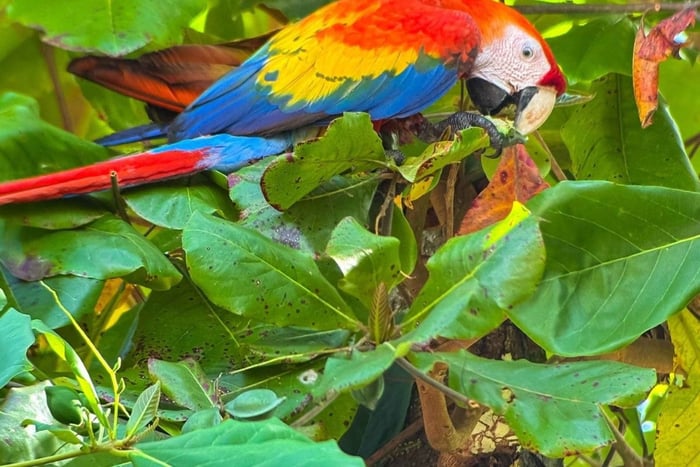 Uvita: Birdwatching Tour