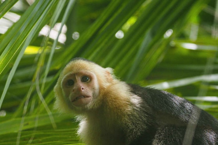 Uvita: avventura nella foresta pluviale e tra la fauna selvatica del Corcovado