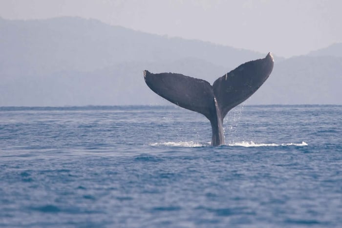 Uvita: Marino Ballena National Park Whale-Watching Tour