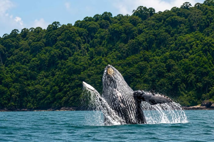 Uvita Observation de baleines et de dauphins Parc national marin Ballena