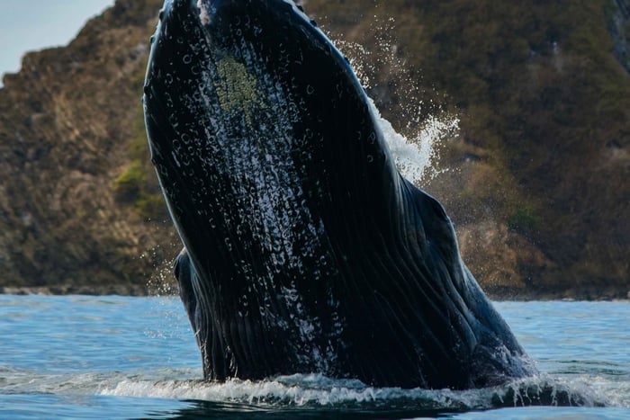 ウビタ：クジラとイルカウォッチングボートツアー（ドリンクとスナック付き）