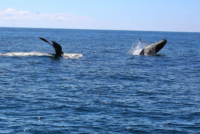 Uvita : Observation des baleines dans le parc national de Marino Ballena