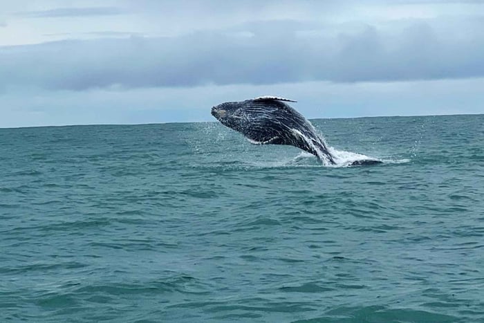 Uvita : observation de baleines