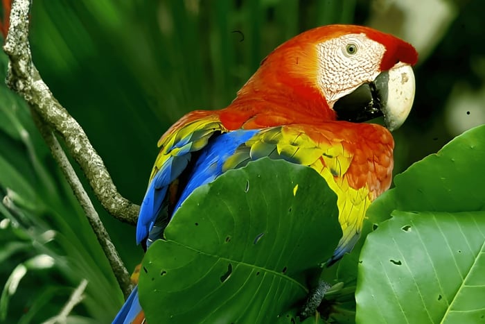 Visita ao Parque Nacional Corcovado pela estação San Pedrillo
