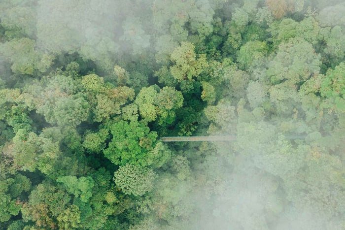 Walk on the hanging bridges of Selvatura Park