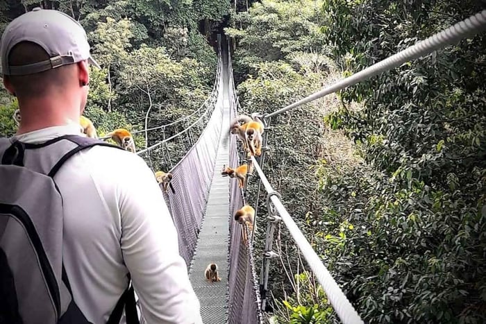 Ruta de senderismo guiada por cascadas y puentes colgantes en Rainmaker