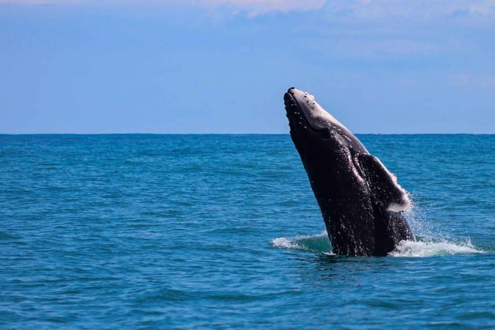 Excursão para observação de baleias e golfinhos a partir de Uvita