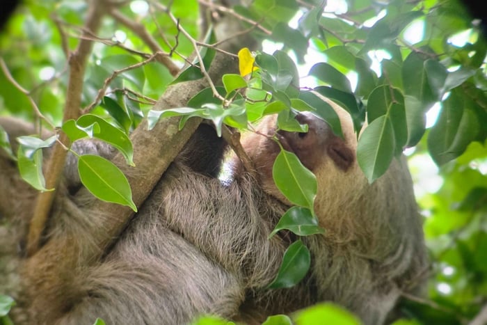 Wildlife Spotting Hike in Marino Ballena National Park