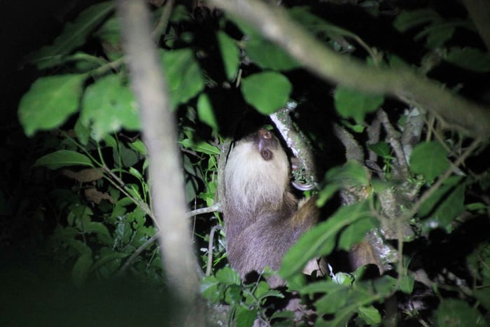 Caminhada nocturna em La Fortuna numa floresta tropical de alta biodiversidade