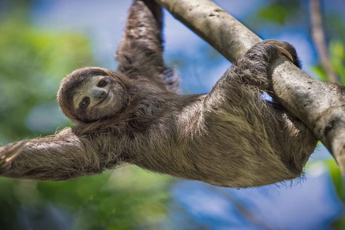 Parque Manuel Antonio: tour guiado con entrada