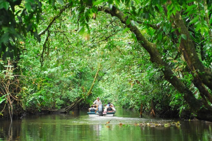 San Jose: Tour di un giorno del Parco Tortuguero con colazione e pranzo