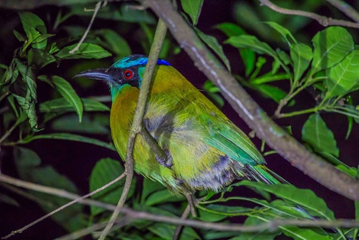 Santa Elena of Monteverde: Nachtwandeltour door het nevelwoud