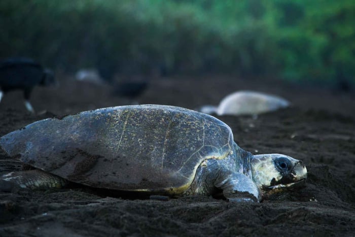 Tortuguero: merikilpikonnien pesimisretki yökierros
