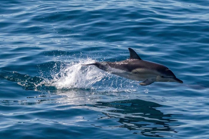 FAŽANA: DOLPHIN SAFARI