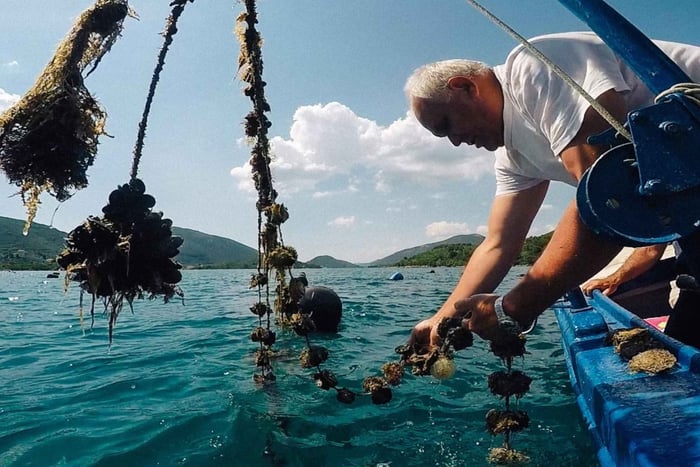 Von Dubrovnik aus: Austern- & Weintour auf der Peljesac-Halbinsel