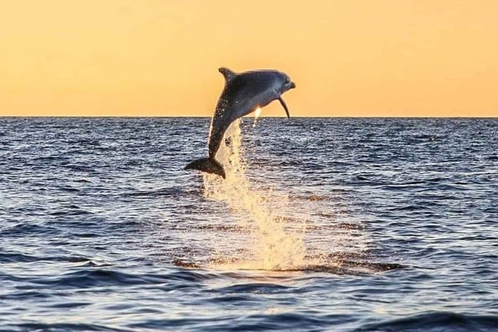 From Poreč: Evening Dolphin Cruise with Welcome Drink