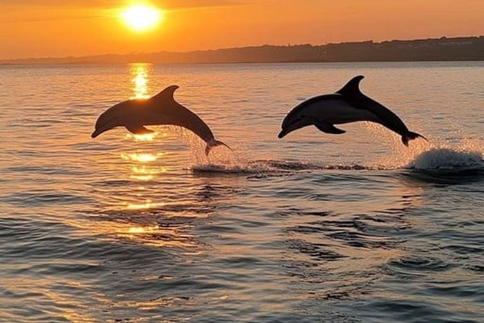 Medulin: Dolphin Sunset Tour 85% chance with Drinks + Dinner