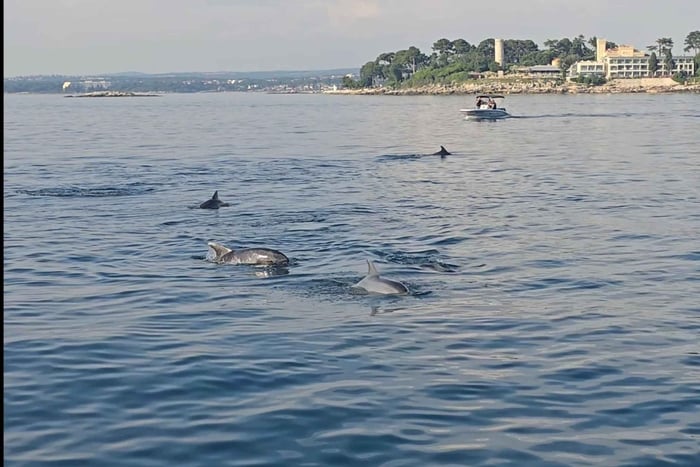 Poreč: Delfiinienkatseluretki mukavuusaluksella, juomat sisältyvät hintaan