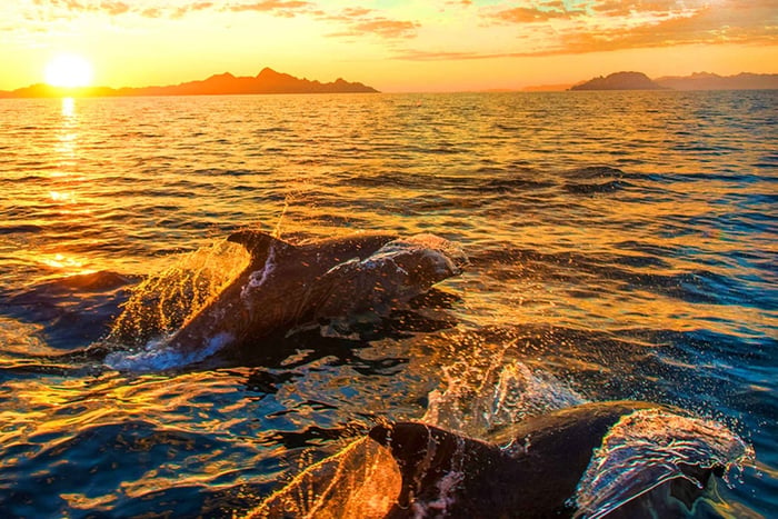 Pula: Dolphins Watching & Wildlife Cruise with all inclusive