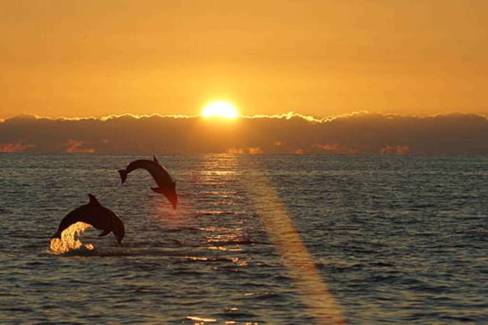 Pula: Auringonlaskun delfiinien katseluveneen kierros N.P. Brijunin ympäristössä.