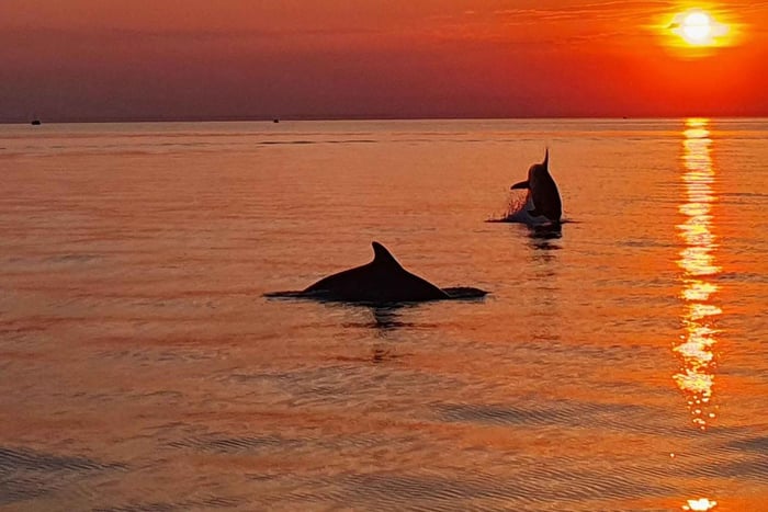 Rovinj: Delfin-Bootsfahrt bei Sonnenuntergang – Bootstour in der Kleingruppe