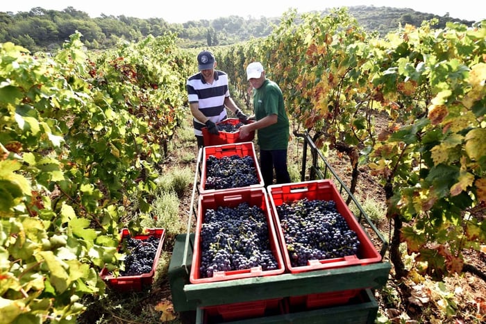 Vis: degustazione guidata di vini presso la cantina Vislander