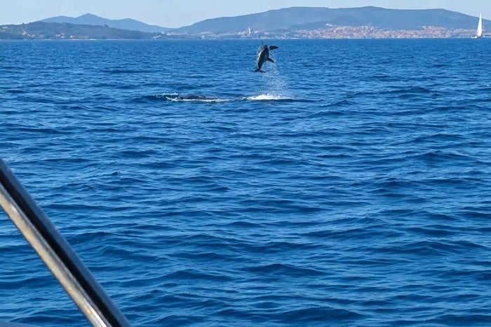 Vodice: Dolphin Searching Cruise & Vrgada Island