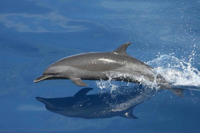 Vrsar: Tour en barco para avistar delfines con bebidas incluidas