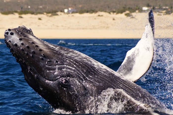 Cabo San Lucas: Excursão de 2,5 horas para observação de baleias