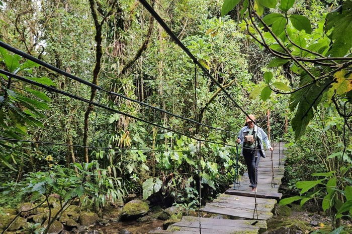 Cocora: trek to the hummingbirds sanctuary
