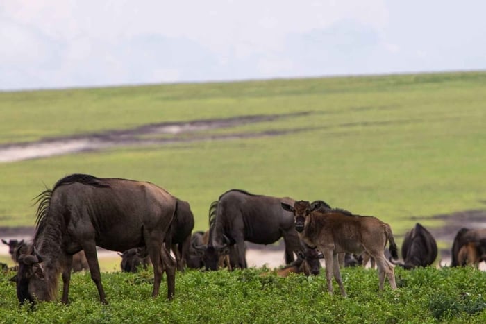 Entebbe: 9-Day Uganda Gorilla Trekking & Tanzania Safari