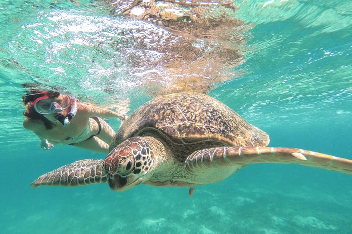 From Cancun: Akumal Reef Turtle & 2 Cenotes Swim Tour