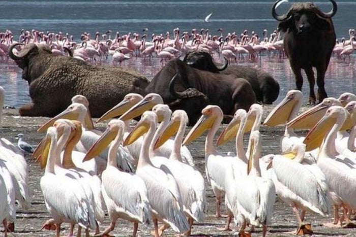 Full Day Lake Nakuru National park and Naivasha Boat Ride