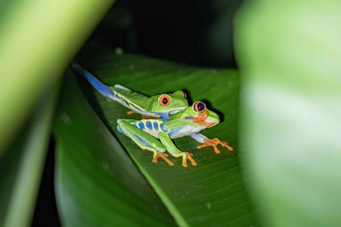 La Fortuna: Puma Trek – Exclusive Night Hike
