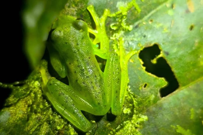 Monteverde: Greenwoods Cloud Forest Night Walk