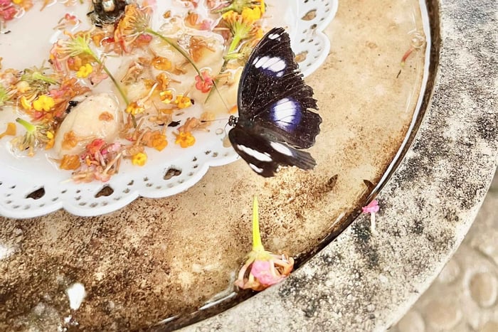Puerto Princesa : visite d'une demi-journée avec le jardin des papillons