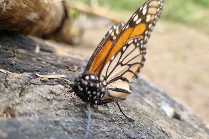 San Miguel de Allende: Monarch Butterflies Tour
