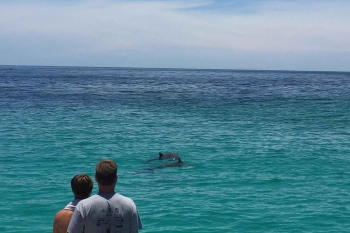 Panama City Beach: Dolphin Sightseeing Trip by Catamaran