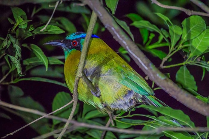 Santa Elena lub Monteverde: Nocna Wycieczka po Lesie Mglistym