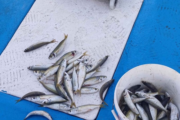 Larnaca: Private Fishing - Traditional Explorer N Vessel