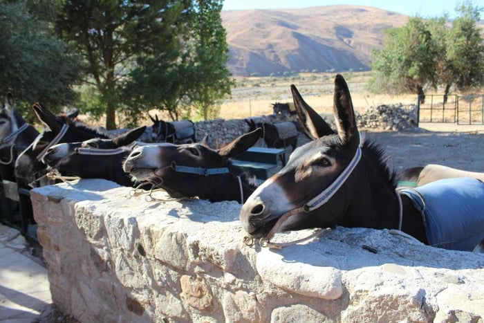 Paphos/Limassol: Donkey Farm Day Trip with Lunch & Tastings