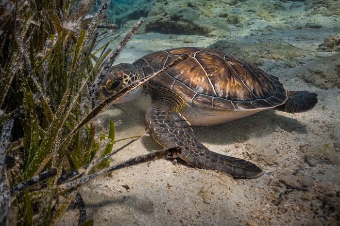Protaras: Discover Scuba Diving (For Beginners)