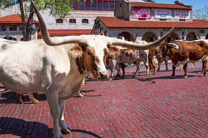 Von Dallas aus: Fort Worth Guided Day Tour