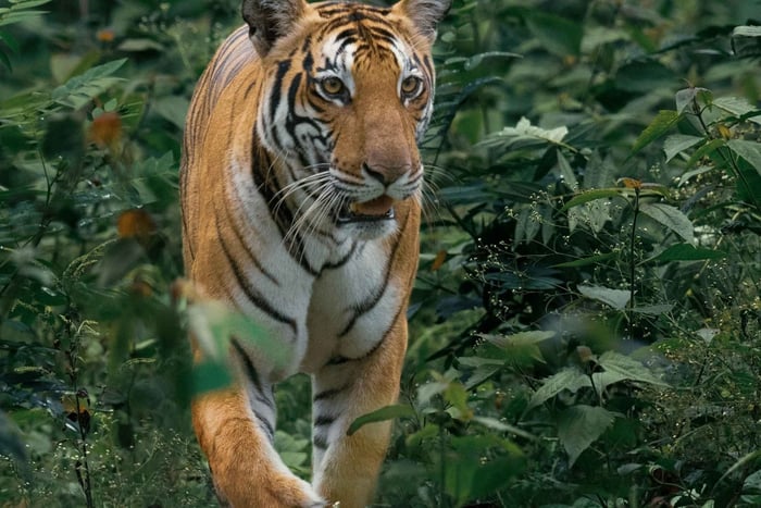 7-daagse Gouden Driehoek met tijgersafari in Ranthambore