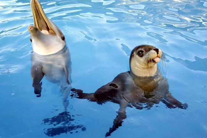 Alanya : spectacle de dauphins et d'otaries avec transferts depuis et vers l'hôtel