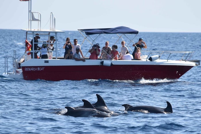 Alghero: obserwacja delfinów z badaczem morskim