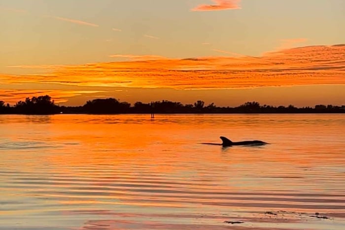 Anna Maria Island ja Bradenton: Maria Maria Mariaen: Auringonlaskun kajakki delfiinikierros