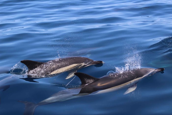 Safari con avvistamento delfini guidato da una biologa