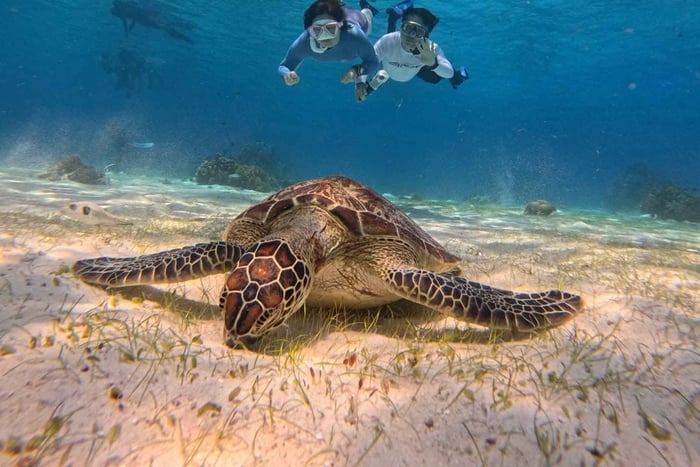 BOHOL: avvistamento delfini, nuoto con le tartarughe e festa in barca