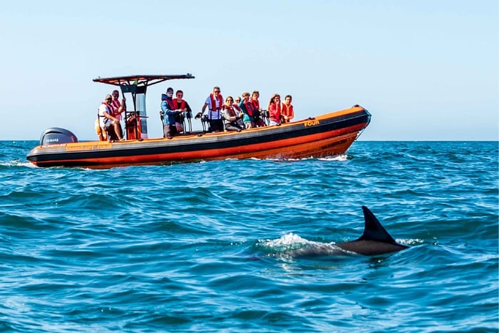 Cascais: Caiscais: Dolphin Watching Tour